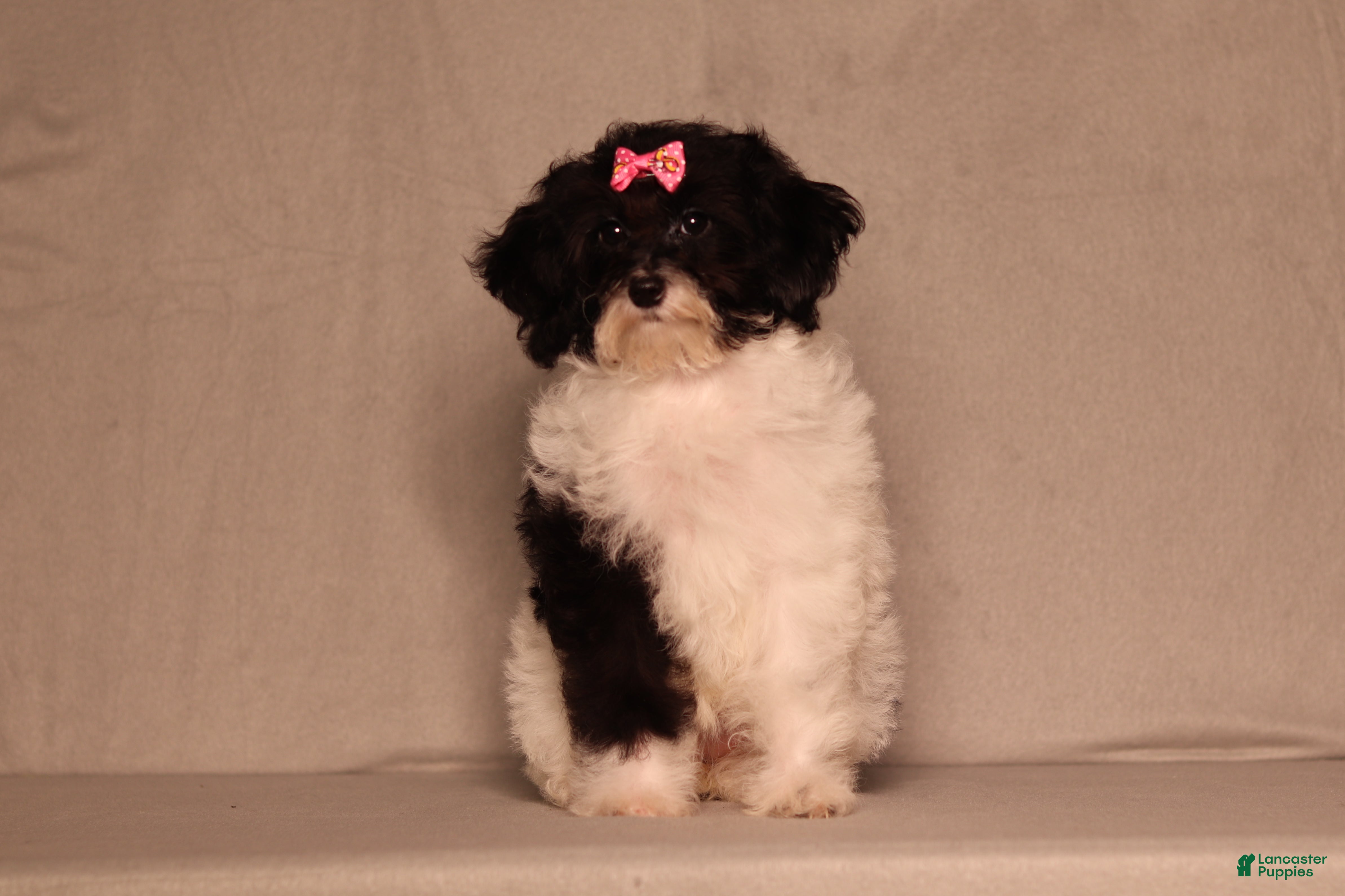 Mixed Breed dogs Winnie - Ad 2