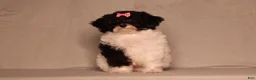 Mixed Breed dogs for sale: Winnie - Ad 2