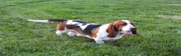 Basset Hound dogs for sale: Bailey - Ad 5