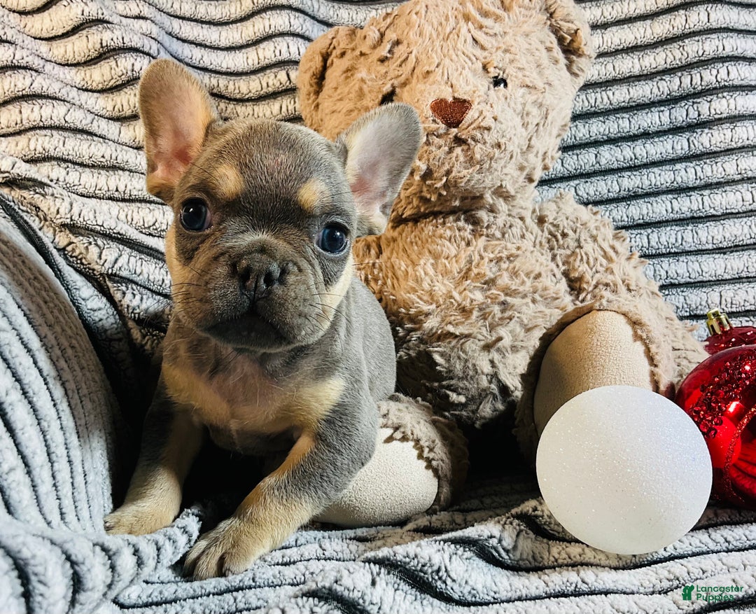French Bulldog dogs for sale: PABLO - Ad 1