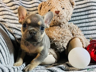 French Bulldog dogs PABLO - Ad 4