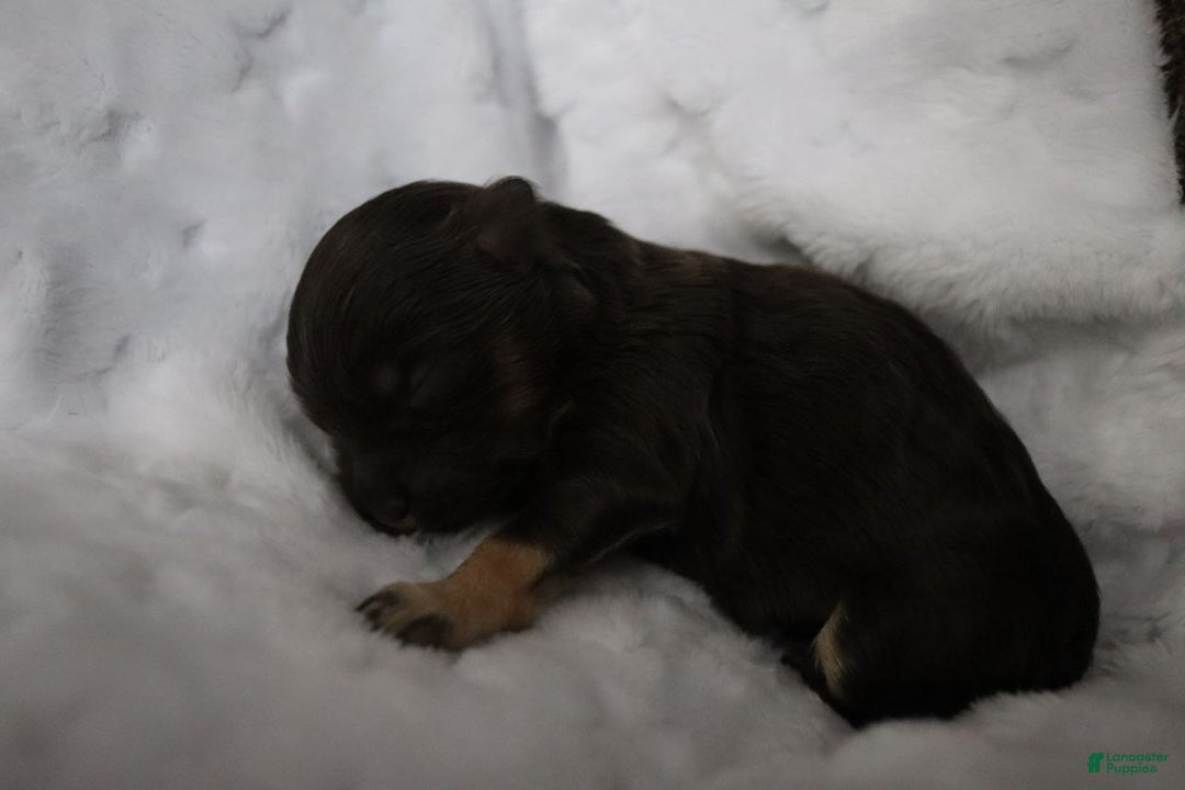 Havanese dogs for sale: Hershey Kiss - Ad 12