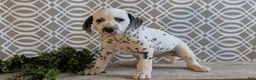 Dalmatian dogs for sale: Alex - Ad 2