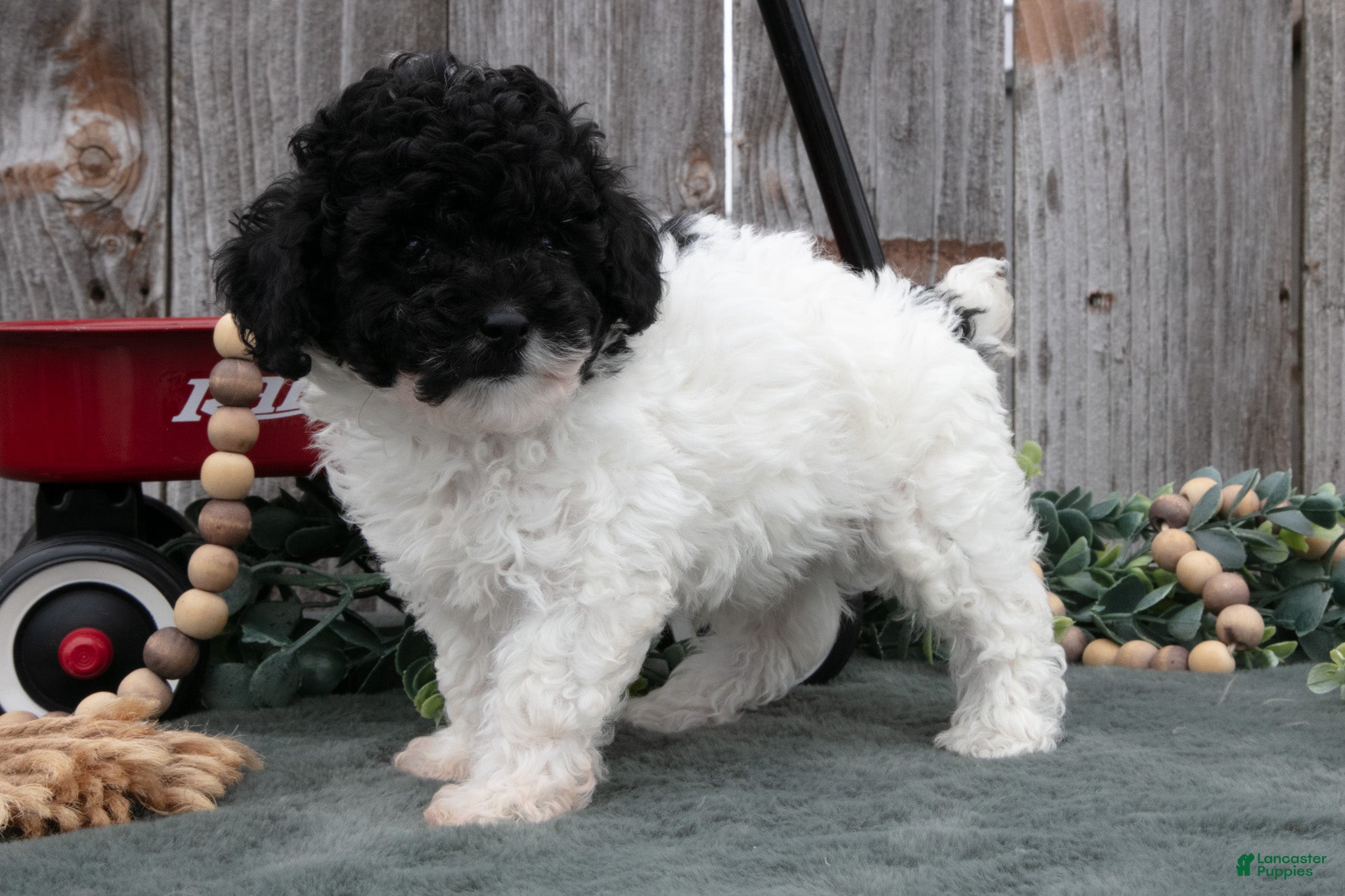 Toy Poodle dogs Duke - Ad 2