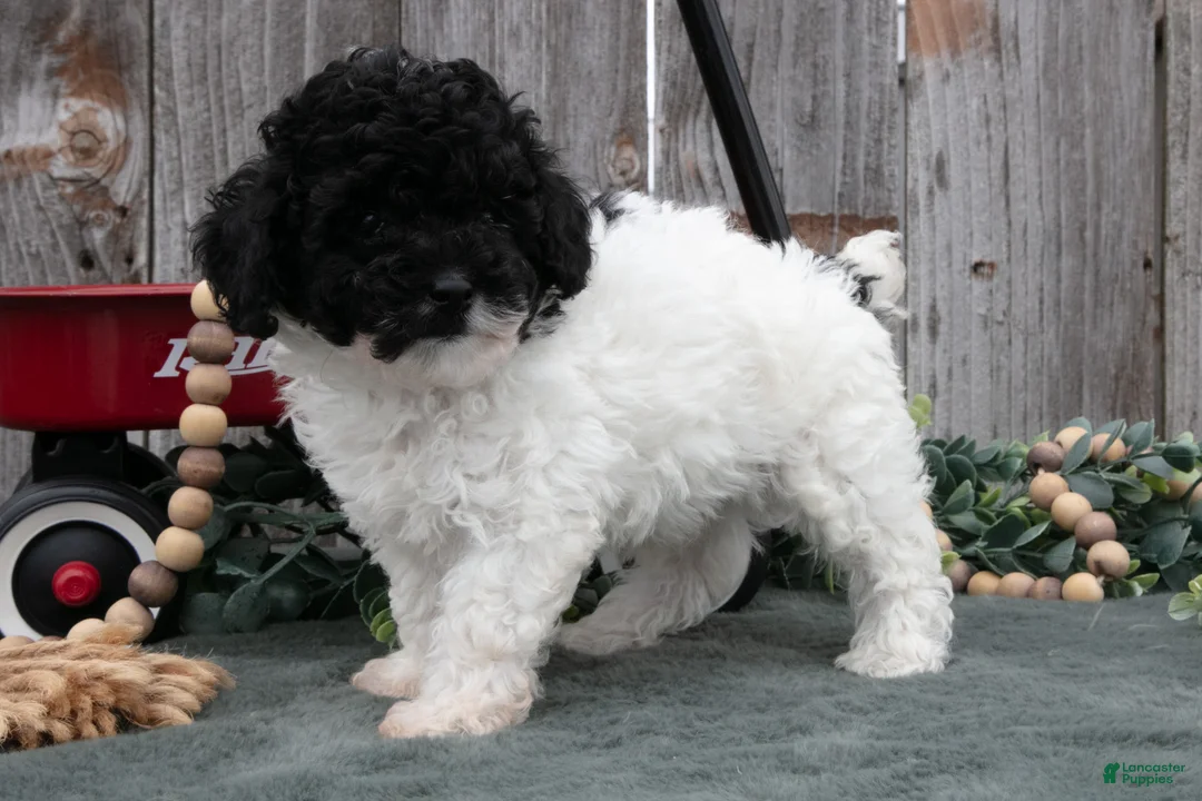 Toy Poodle dogs for sale: Duke - Ad 2
