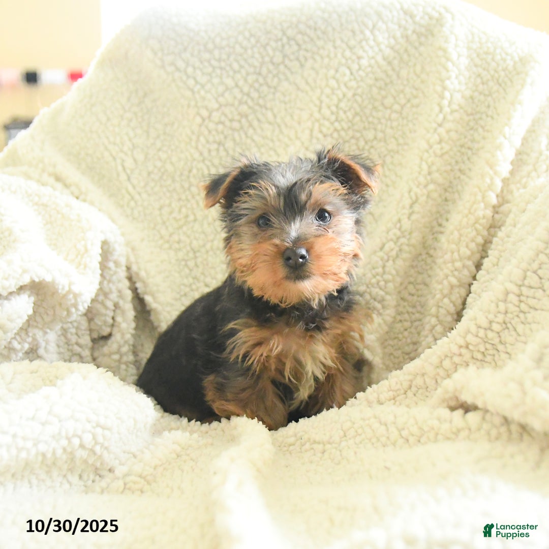 Yorkshire Terrier dogs for sale: Smokey  - Ad 2