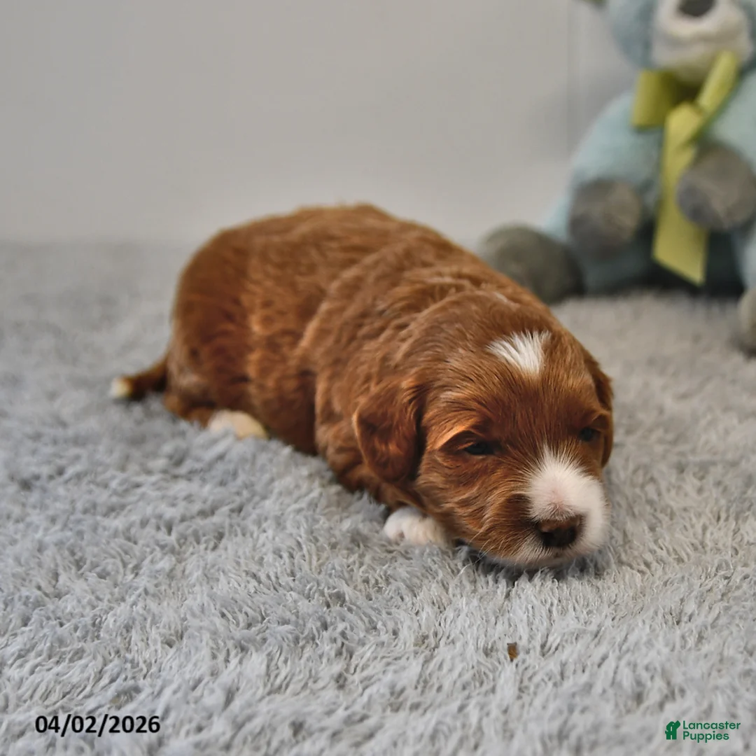 Mini Goldendoodle dogs for sale: Rocco - Ad 2