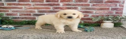 Golden Retriever dogs for sale: Gilbert - Ad 9