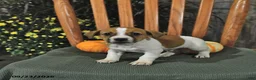 Jack Russell Terrier dogs for sale: Frankenstein - Ad 3