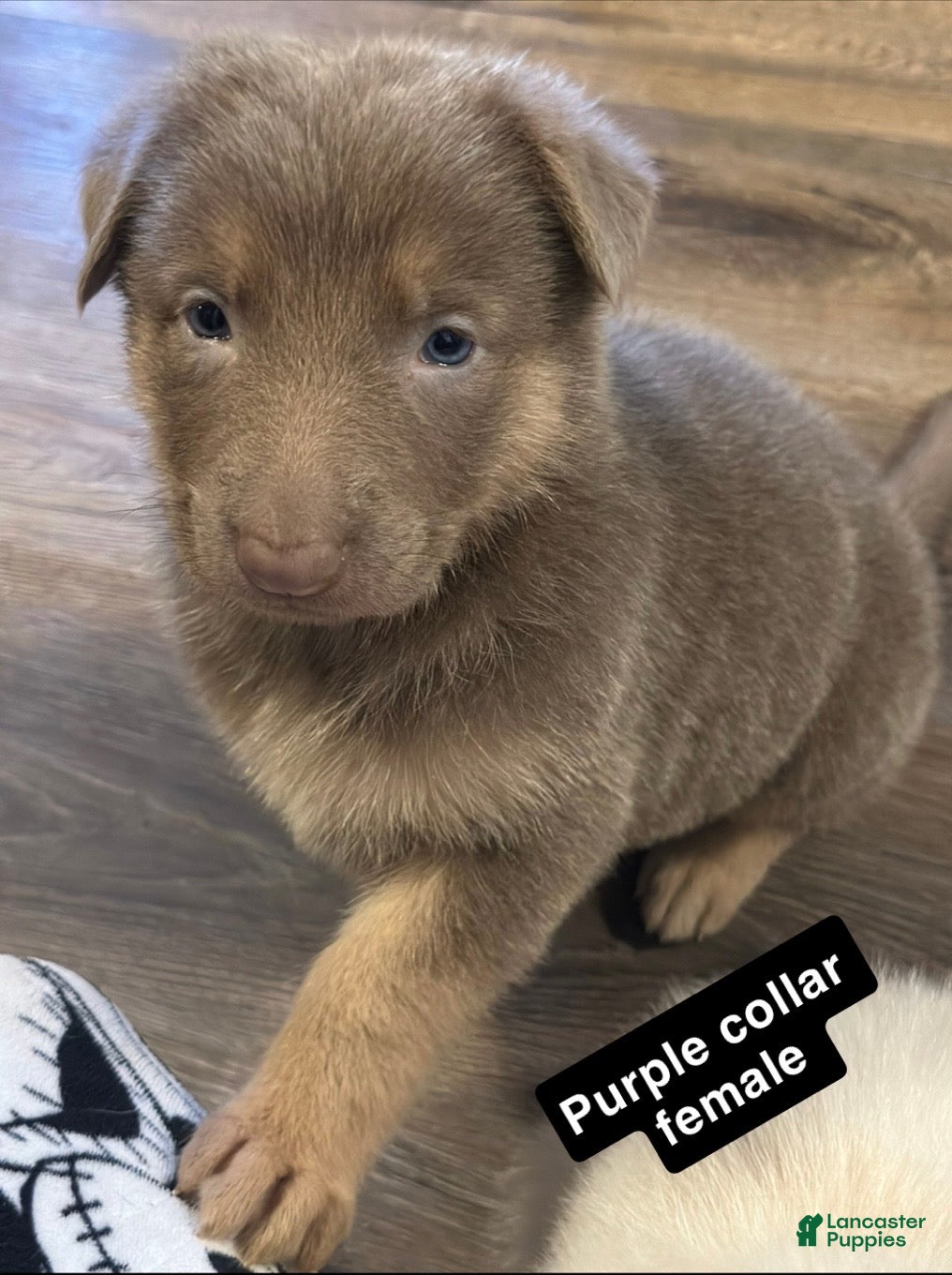 German Shepherd dogs German Shepherd Puppy 5 - Ad 5