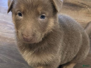 German Shepherd dogs German Shepherd Puppy 5 - Ad 17