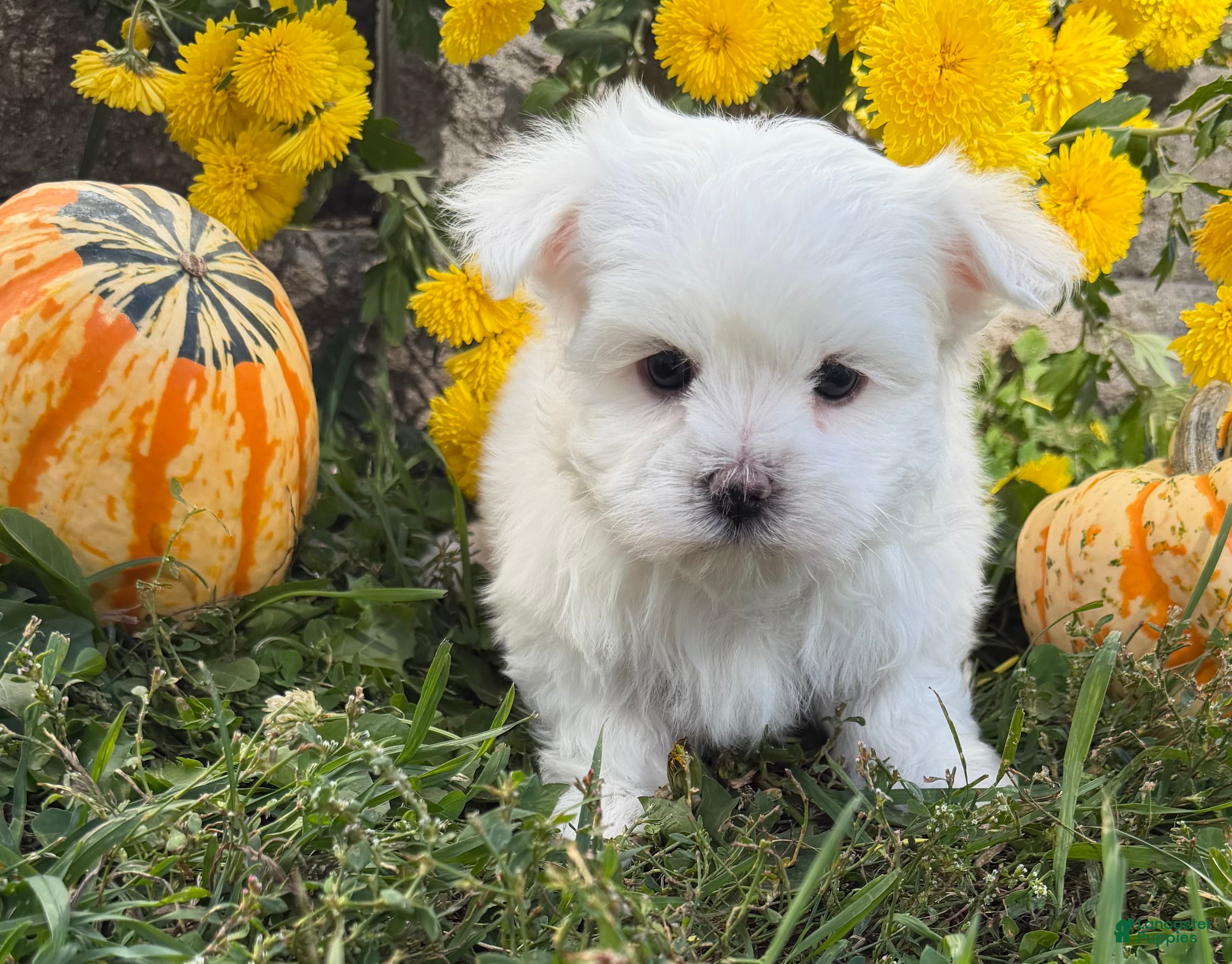 Maltese dogs Cameron - Ad 2