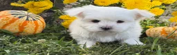 Maltese dogs for sale: Cameron - Ad 2