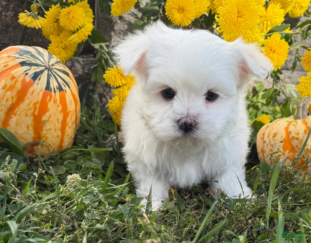 Maltese dogs for sale: Cameron - Ad 2
