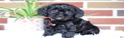 Cavapoo dogs for sale: Coco - Ad 5