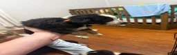 Australian Shepherd dogs for sale: Australian Shepherd 4 - Ad 1