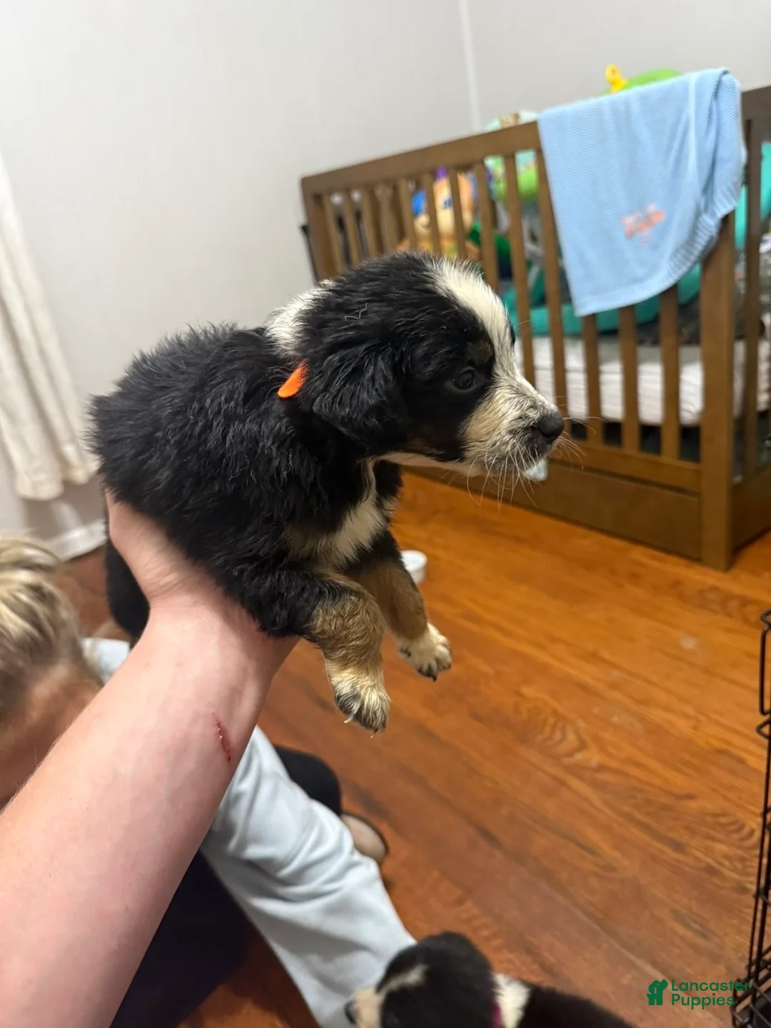 Australian Shepherd dogs for sale: Australian Shepherd 4 - Ad 1