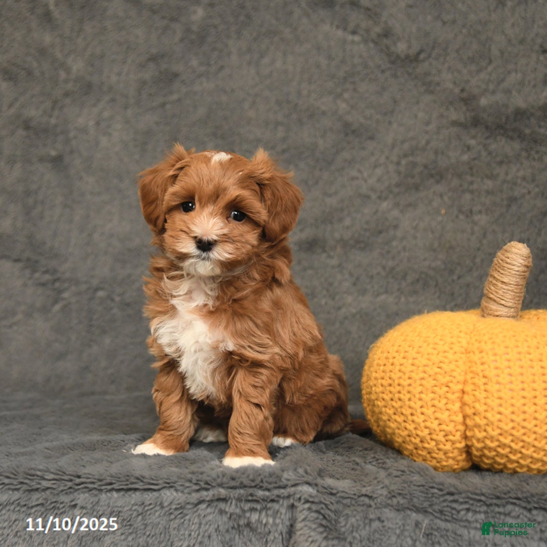 Maltipoo dogs for sale: Elvis - Ad 3
