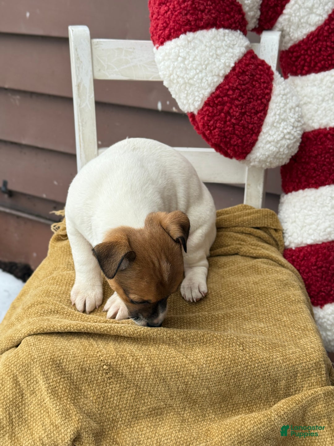 Jack Russell Terrier dogs for sale: Jojo - Ad 3