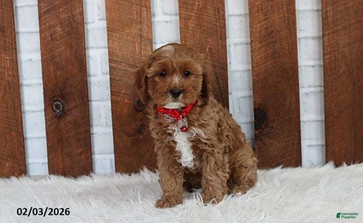 Cavapoo dogs Loki - Ad 18