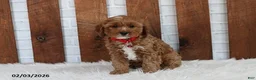 Cavapoo dogs for sale: Loki - Ad 6