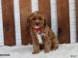 Cavapoo dogs Loki - Ad 18