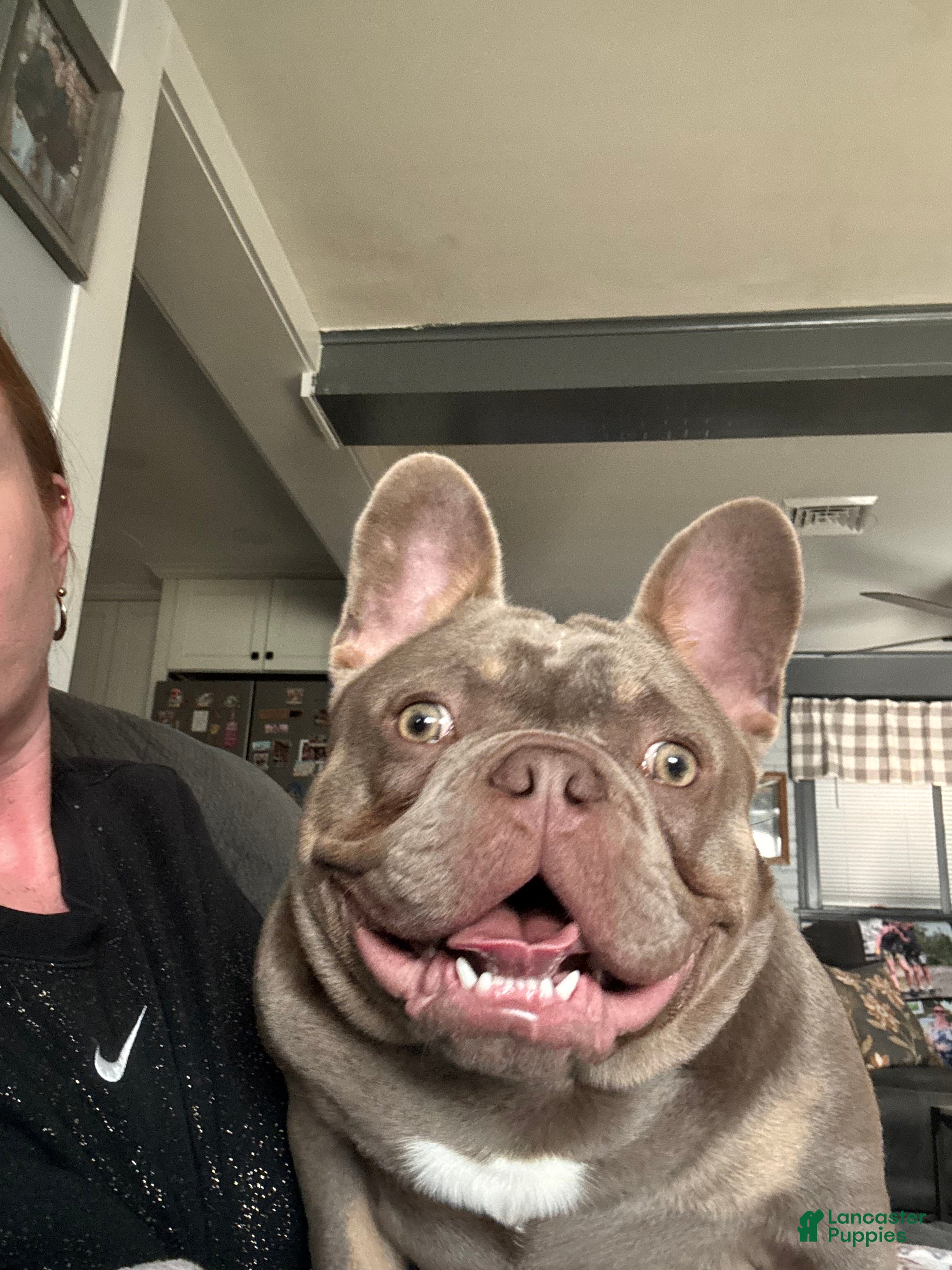 French Bulldog dogs Bone Crusher - Ad 1