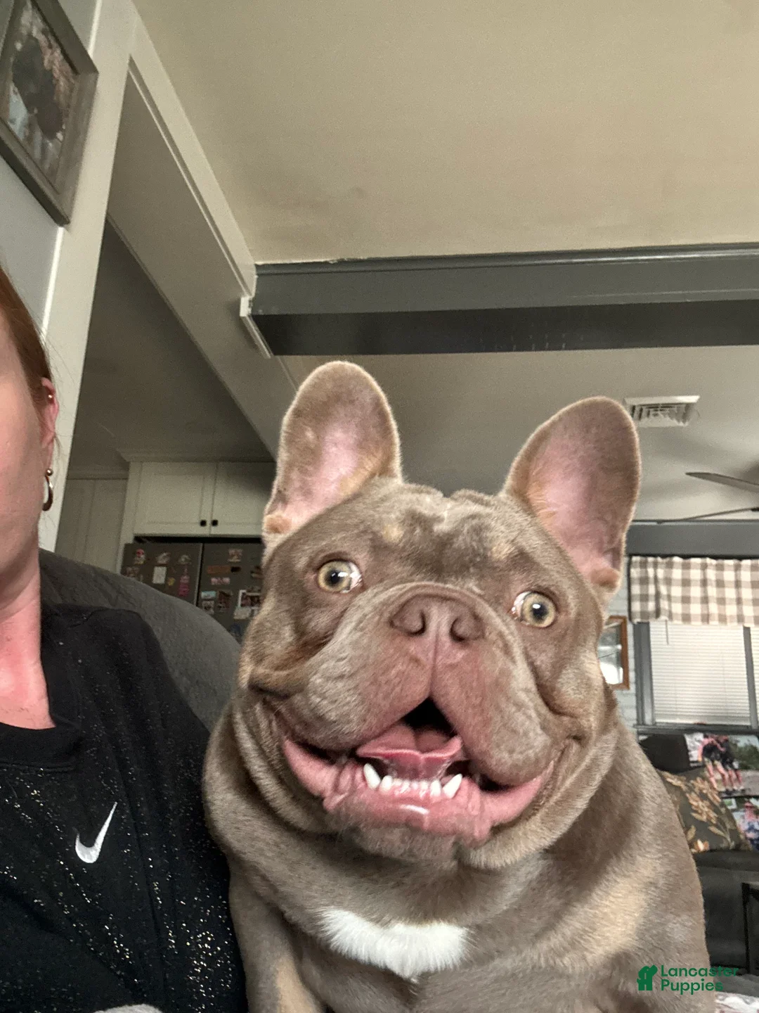 French Bulldog dogs for sale: Bone Crusher - Ad 1