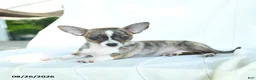 Chihuahua dogs for sale: Jelly Bean - Ad 3
