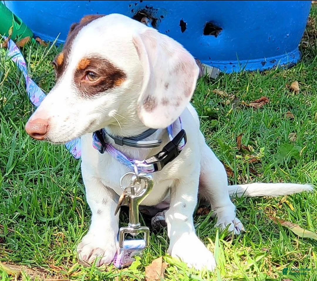 Miniature Dachshund dogs Rose - Ad 2