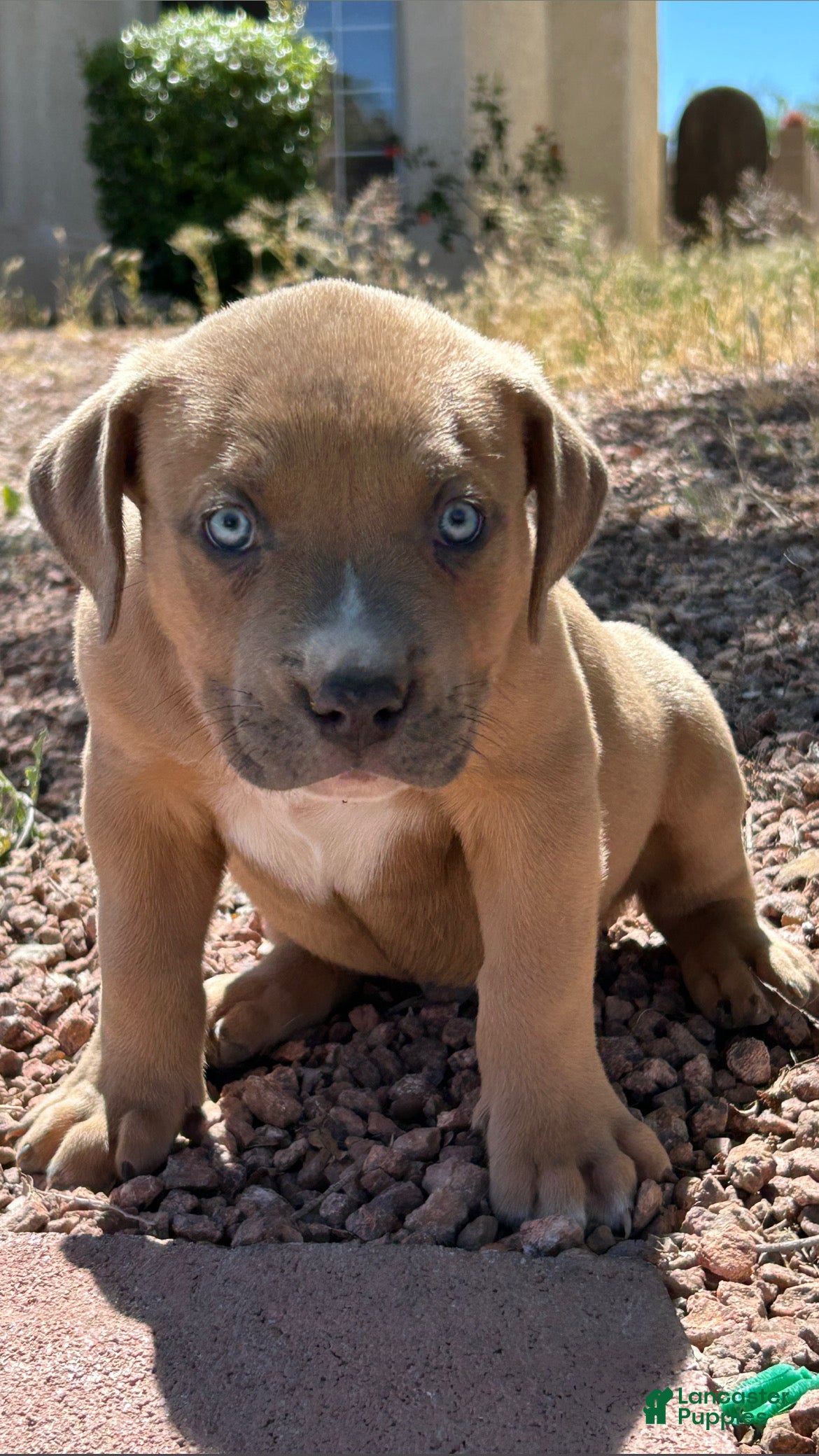 American Bully dogs KANO - Ad 10