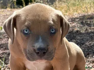 American Bully dogs KANO - Ad 23