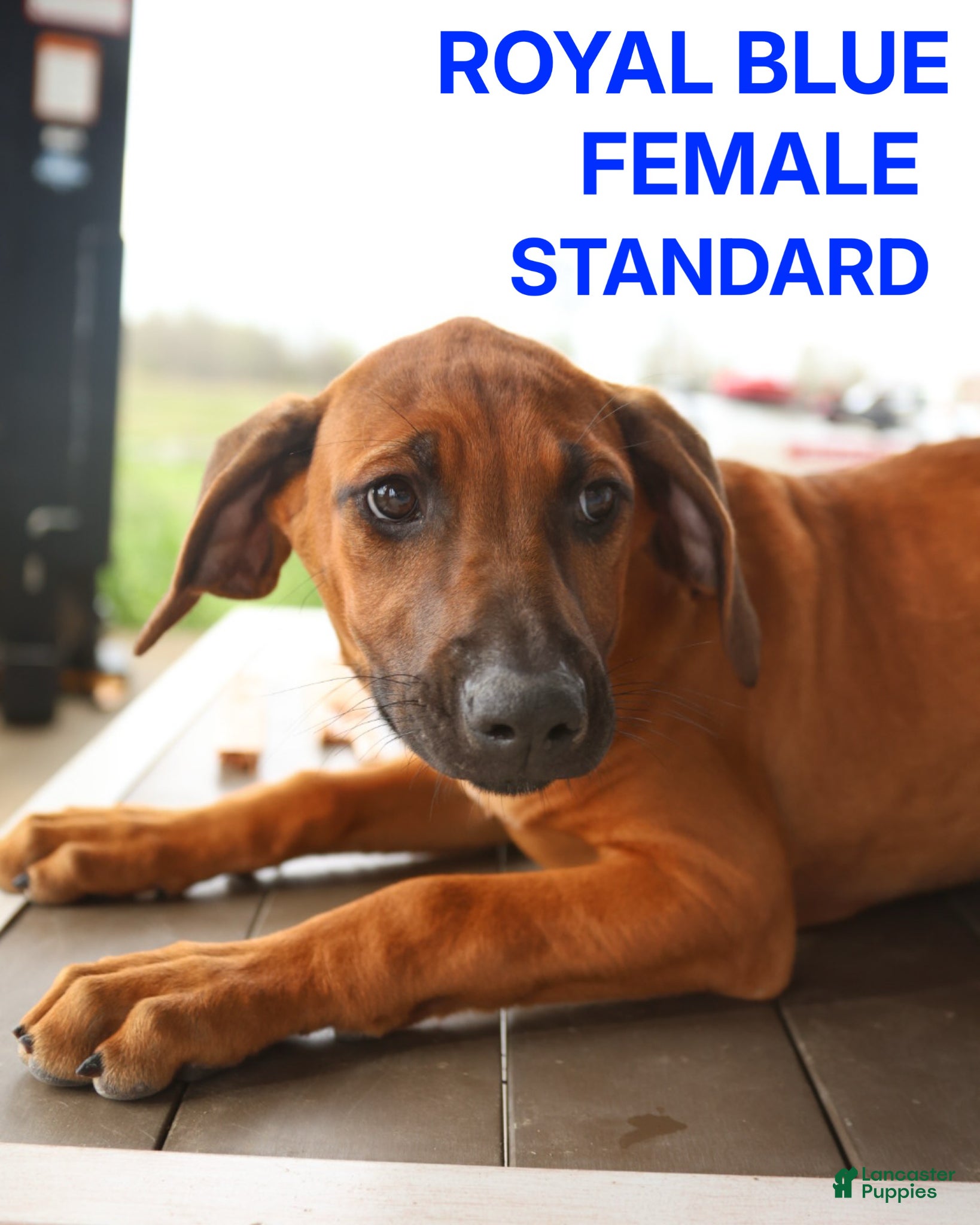 Rhodesian Ridgeback dogs Rhodesian Ridgeback Puppy 3 - Ad 1