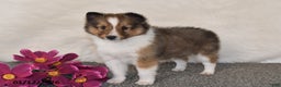 Shetland Sheepdog dogs for sale: Miles - Ad 4