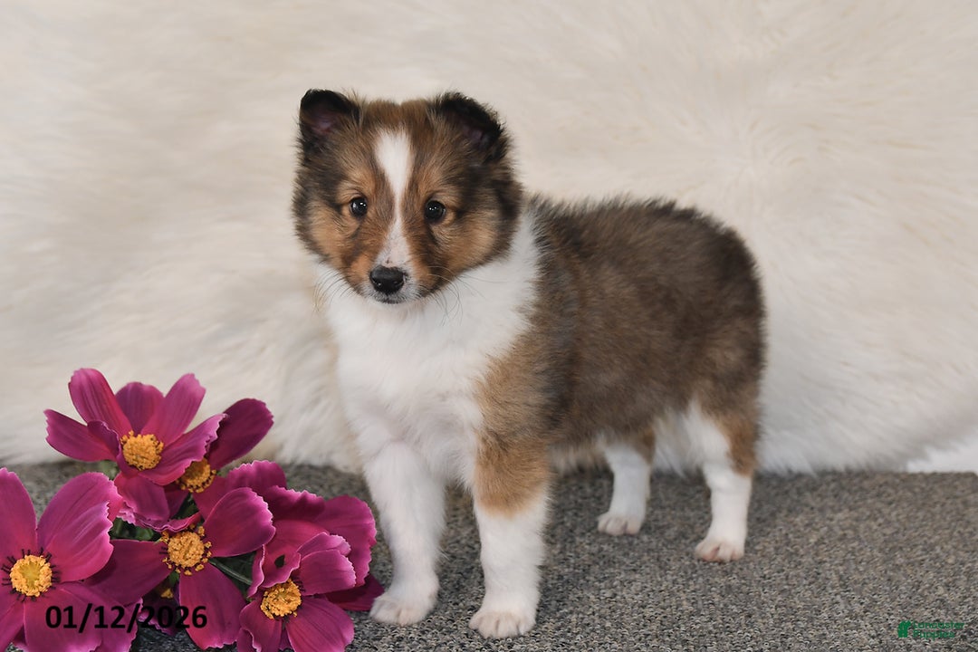 Shetland Sheepdog dogs for sale: Miles - Ad 4