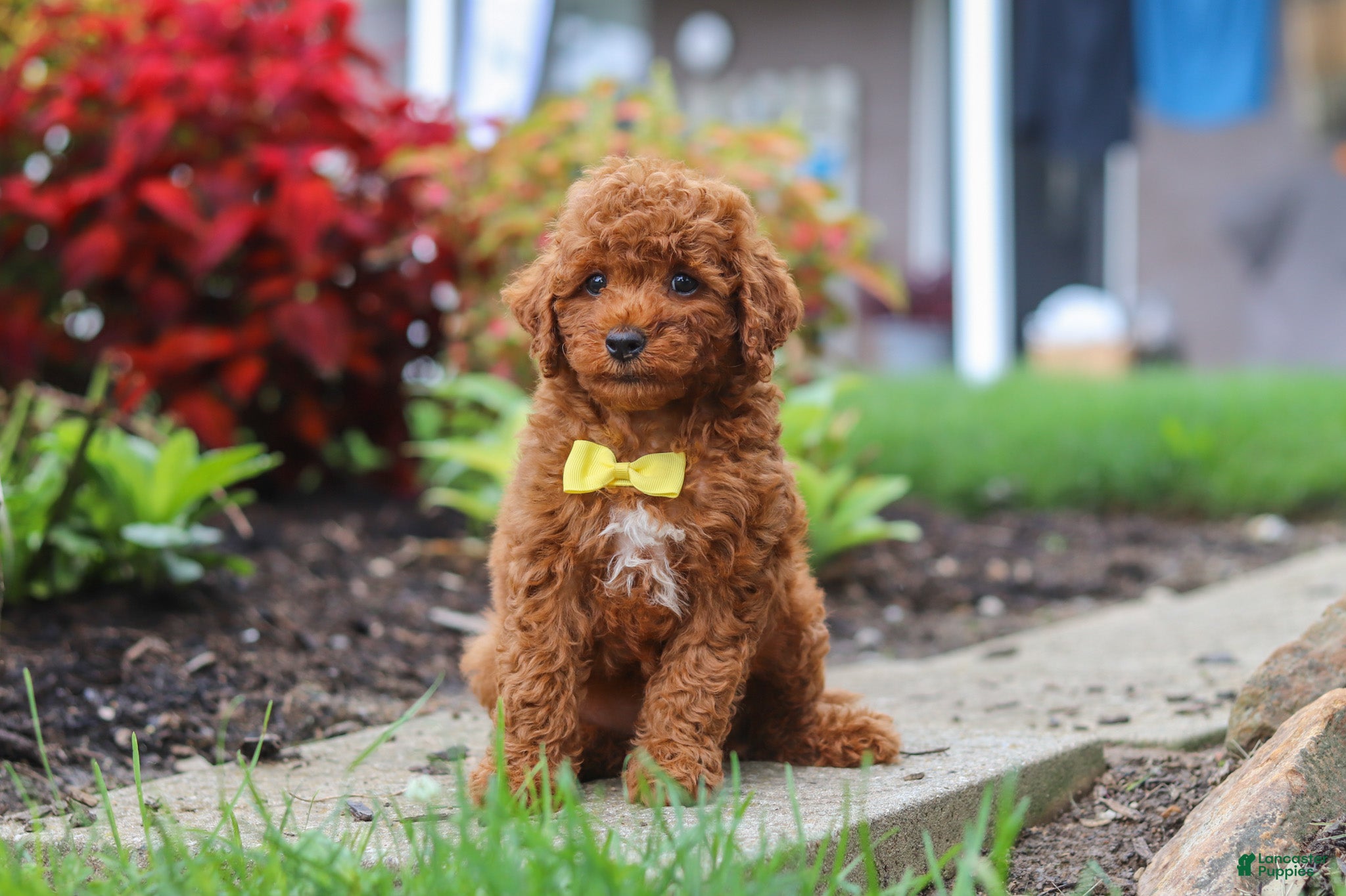 Miniature Poodle dogs Finn - Ad 1