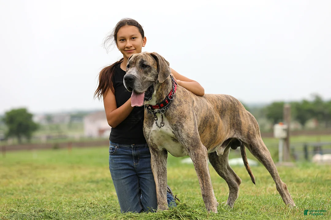 Mixed Breed dogs for sale: Starling - European Doberdane - Ad 7