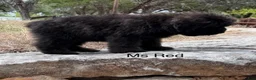 Bouvier Des Flandres dogs for sale: Ms Red - Ad 4