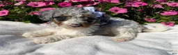 Mini Bernedoodle dogs for sale: Rose - Ad 6