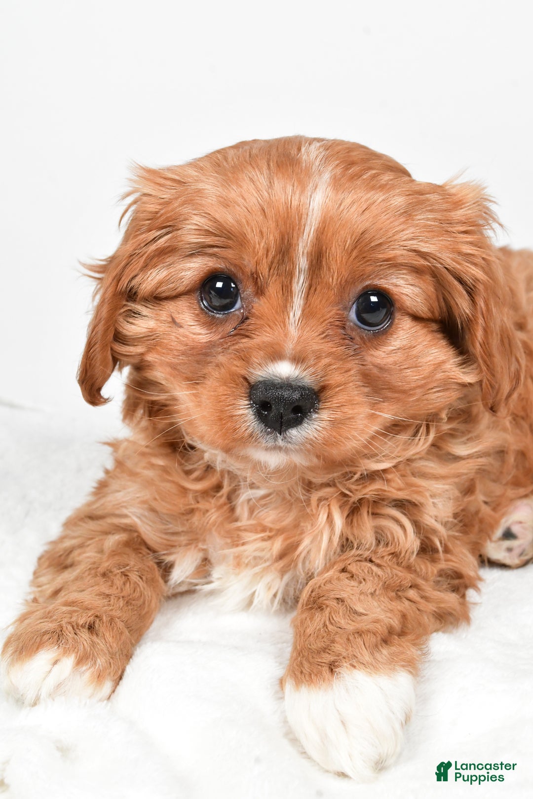 Cavapoo dogs for sale: Pearl f one b - Ad 3
