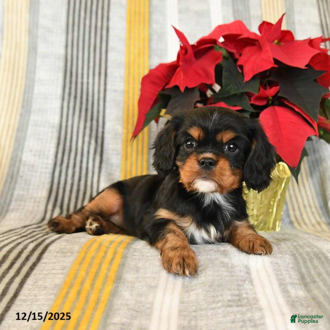 Cavalier King Charles Spaniel dogs for sale: Coco  - Ad 2