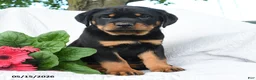 Rottweiler dogs for sale: Jupiter - Ad 3
