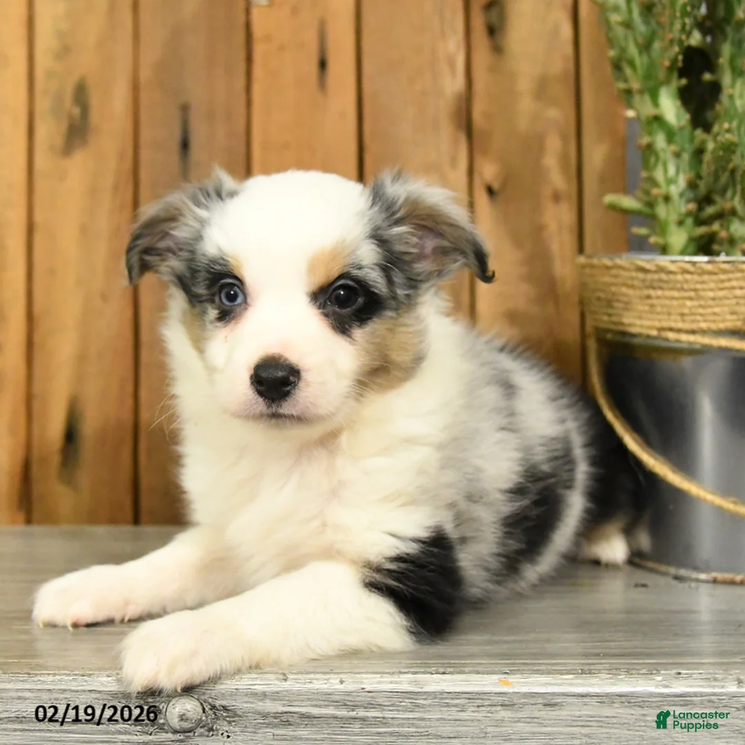 Miniature Australian Shepherd dogs for sale: Rover - Ad 1