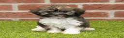 Havanese dogs for sale: Betsy - Ad 2