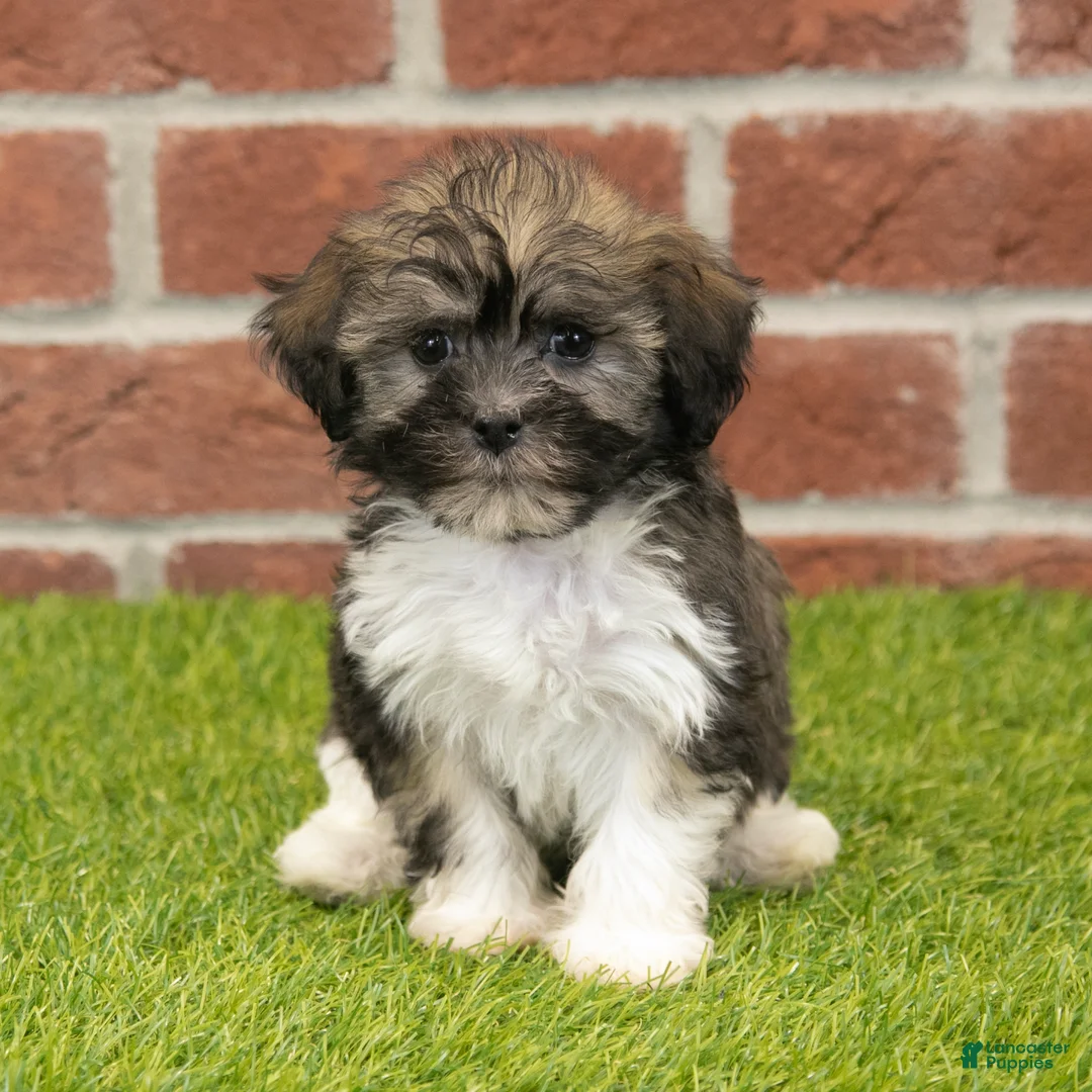 Havanese dogs for sale: Betsy - Ad 2