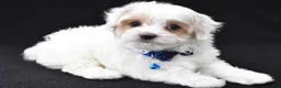 Maltipoo dogs for sale: Abel - Ad 2