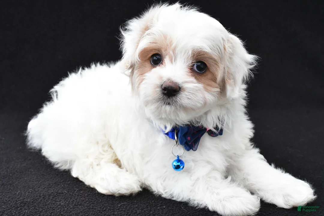 Maltipoo dogs for sale: Abel - Ad 2