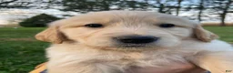 Golden Retriever dogs for sale: Adam - Ad 4