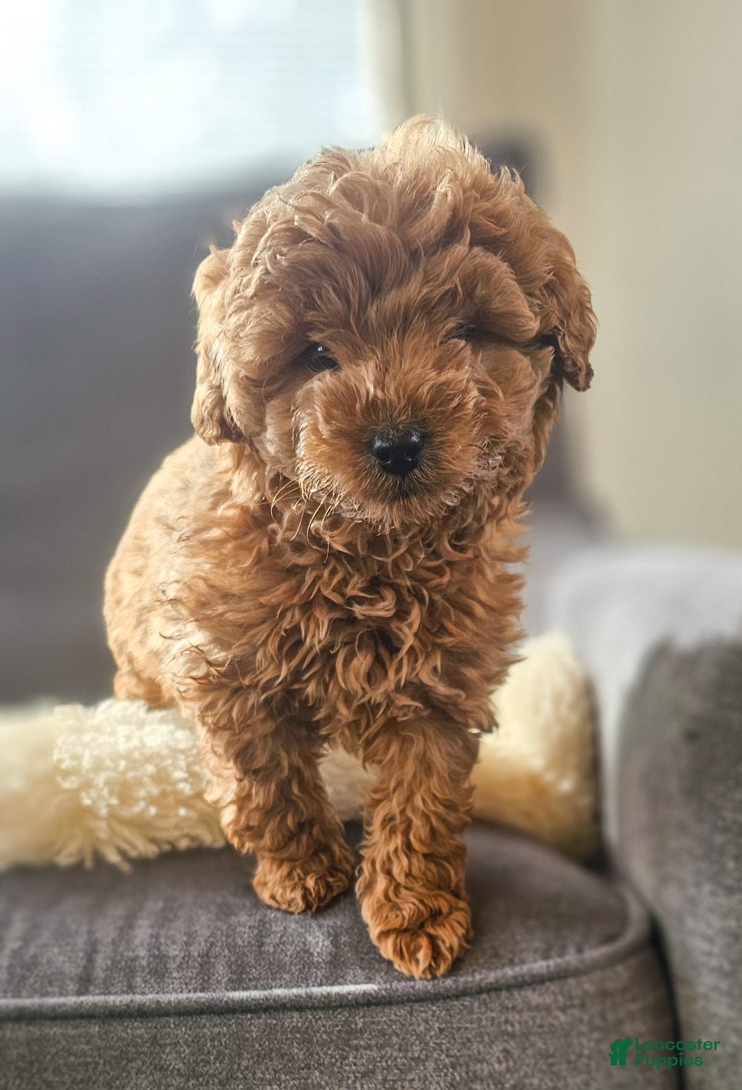 Mini Goldendoodle dogs for sale: Toby - Ad 4
