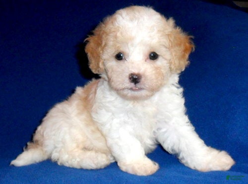 Shihpoo dogs Milo - Ad 1